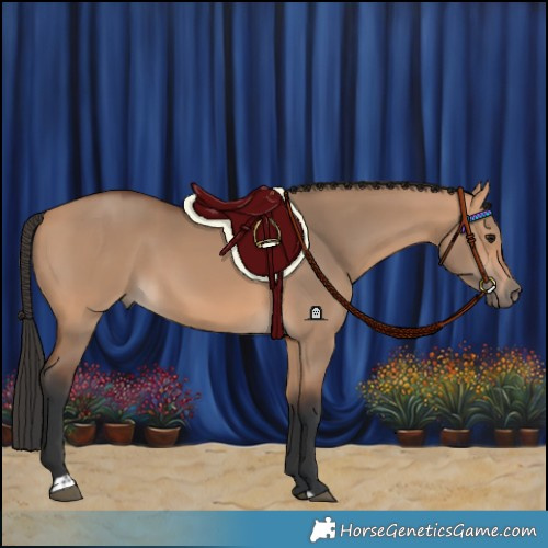 Horse Color:Bay Dun 