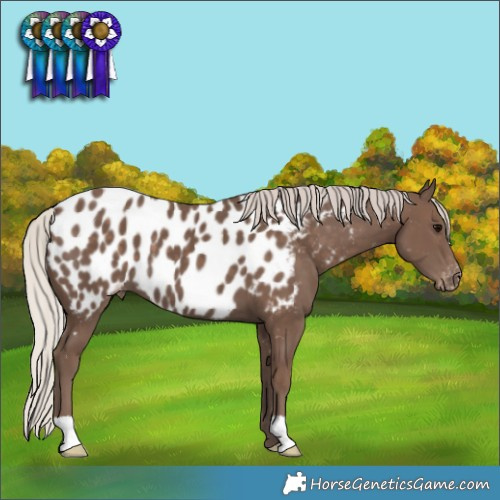 Horse Color:Silver Black Appaloosa 