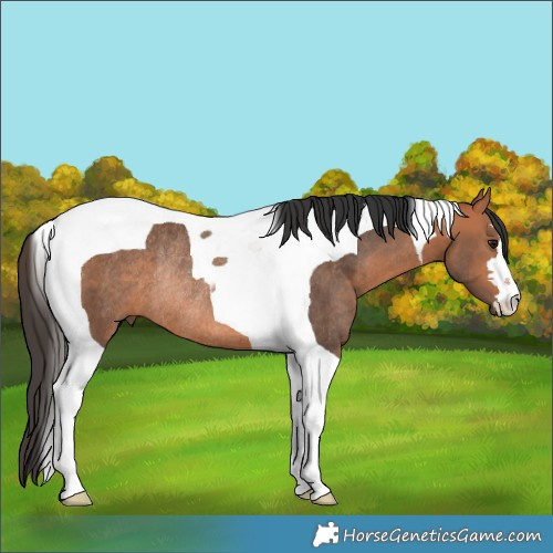 Horse Color:Bay Tobiano Rabicano 