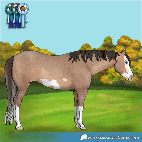 Horse Color:Sable Champagne Splash Frame Rabicano