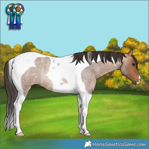 Horse Color:Bay Roan Tobiano Rabicano
