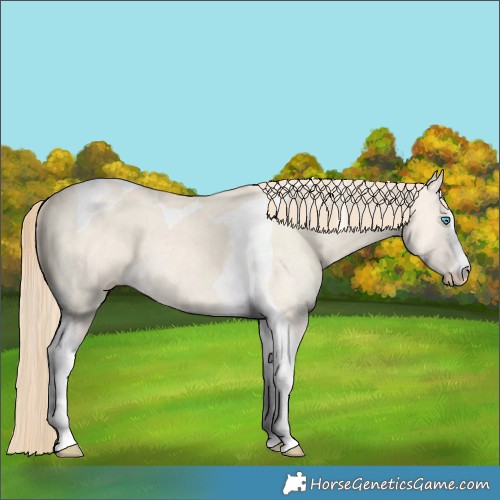 Horse Color:Perlino Dun Tobiano 