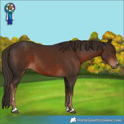 Horse Color:Liver Chestnut