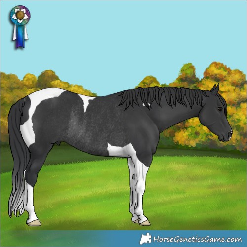 Horse Color:Black Tobiano Rabicano 