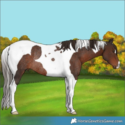 Horse Color:Liver Chestnut Tobiano Rabicano