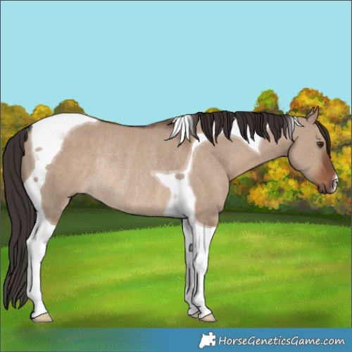 Horse Color:Liver Red Dun Tobiano Rabicano 