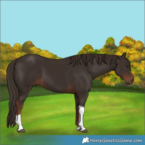 Horse Color:Liver Chestnut Tobiano