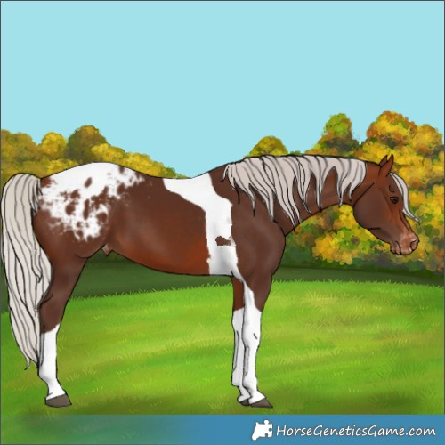 Horse Color:Silver Bay Tobiano Appaloosa 