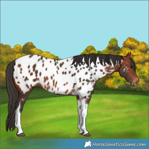 Horse Color:Bay Tobiano Appaloosa 
