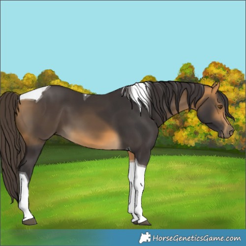 Horse Color:Buckskin Tobiano