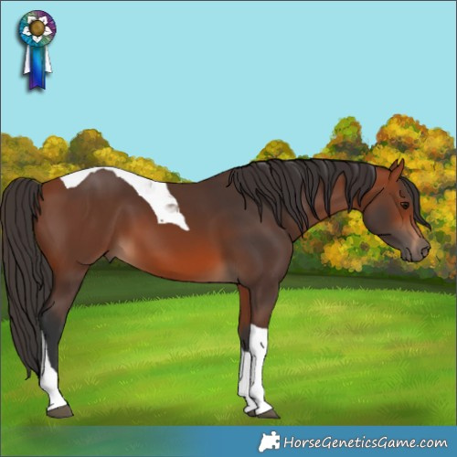 Horse Color:Bay Tobiano 