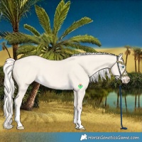 Horse Color:Cremello Dun Tobiano