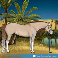 Horse Color:Red Dun Splash