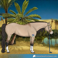 Horse Color:Bay Dun Splash 