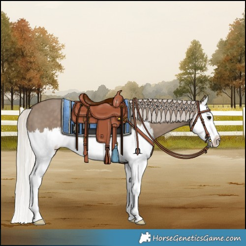 Horse Color:White Spotted Silver Grullo Splash