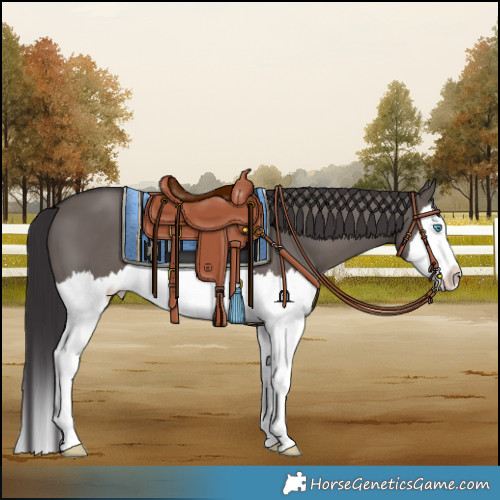 Horse Color:White Spotted Smoky Grullo Splash 