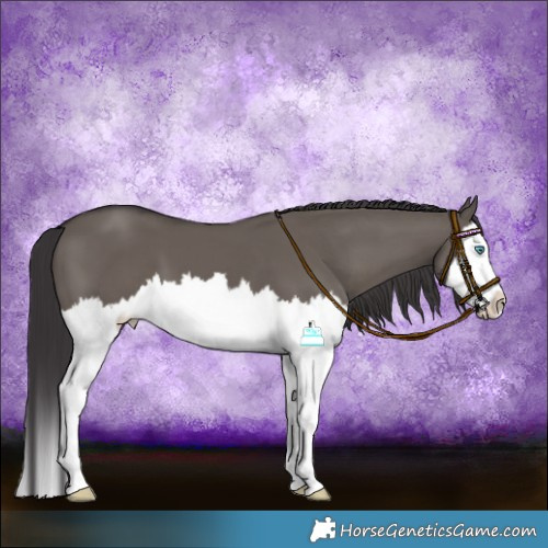 Horse Color:White Spotted Smoky Grullo Splash 
