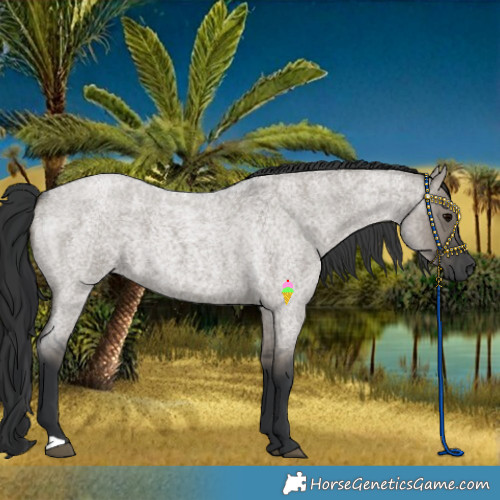 Horse Color:Grullo Roan 