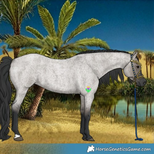Horse Color:Grullo Roan 