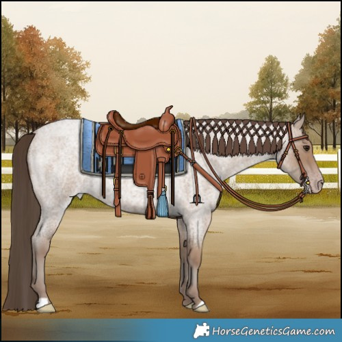 Horse Color:Classic Champagne Roan 