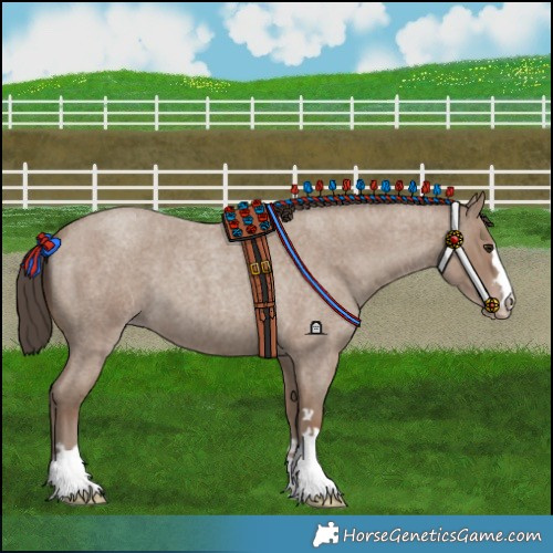 Horse Color:Classic Champagne Roan 