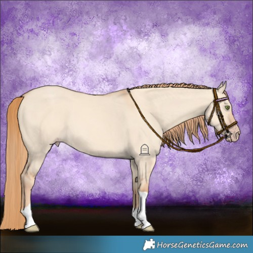 Horse Color:Gold Champagne Dun Tobiano 