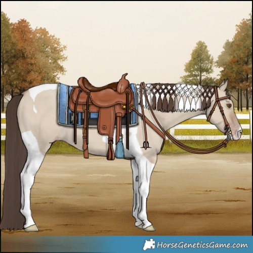 Horse Color:Classic Champagne Dun Tobiano 