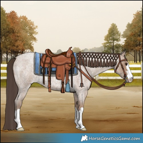 Horse Color:Classic Champagne Roan 
