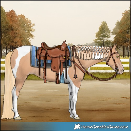 Horse Color:Gold Champagne Tobiano