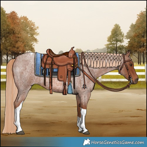 Horse Color:Red Roan Tobiano