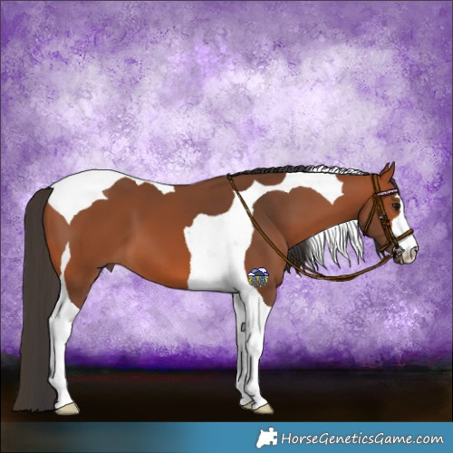 Horse Color:Bay Tobiano 