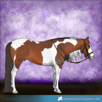 Horse Color:Bay Tobiano