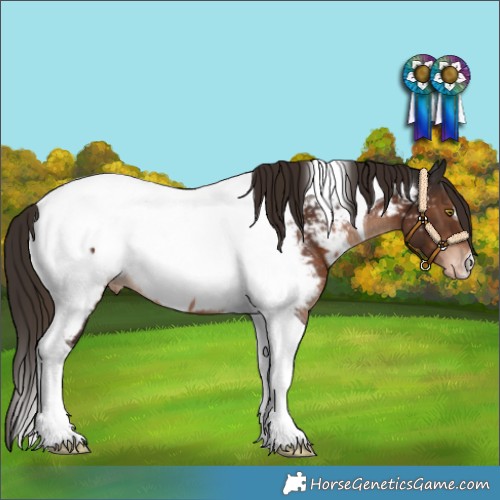 Horse Color:Liver Chestnut Tobiano Appaloosa 