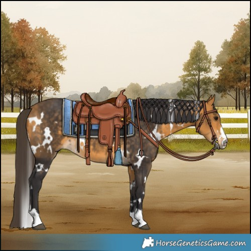 Horse Color:White Spotted Buckskin