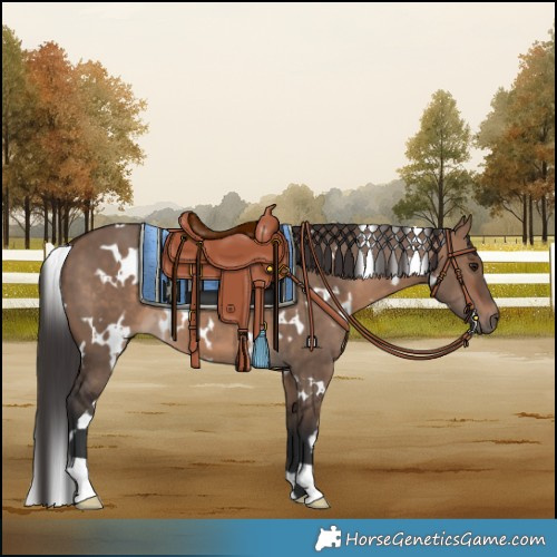 Horse Color:White Spotted Brown Dun