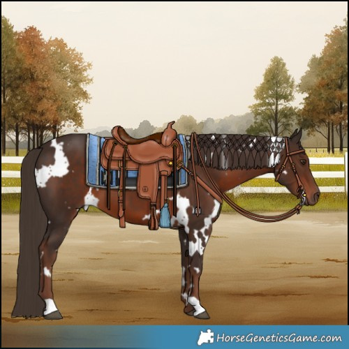 Horse Color:White Spotted Liver Chestnut 