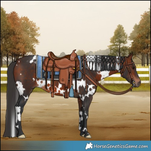 Horse Color:White Spotted Bay