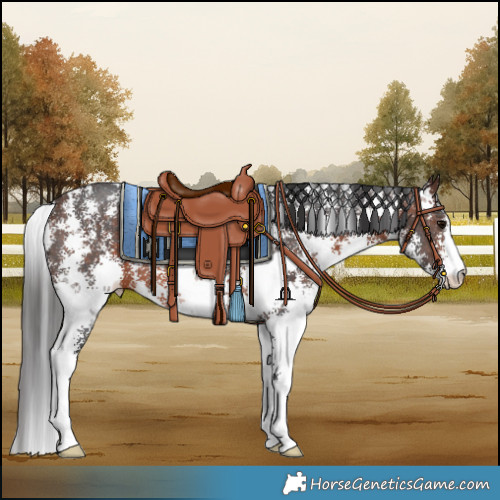 Horse Color:Brown Sabino 