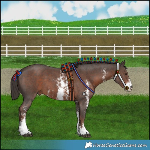 Horse Color:Liver Chestnut Sabino