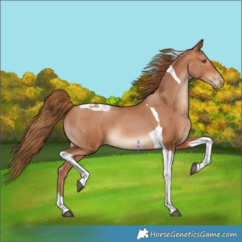 Horse Color:Bay Pearl Tobiano