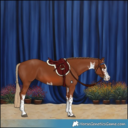 Horse Color:White Spotted Chestnut 