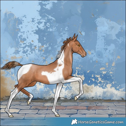 Horse Color:Bay Pearl Tobiano 