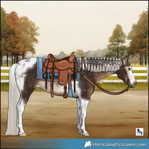 Horse Color:Gray Silver Bay Tobiano Rabicano 