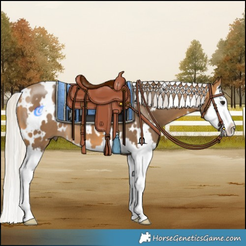 Horse Color:White Spotted Silver Buckskin Splash 