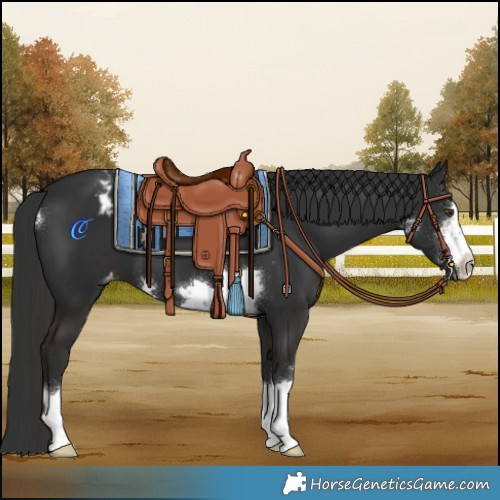 Horse Color:Liver Chestnut Appaloosa