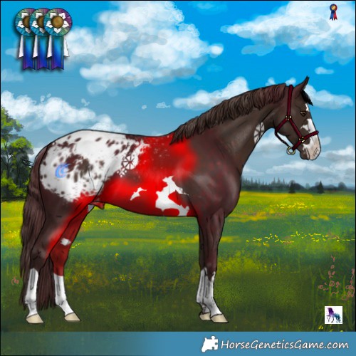 Horse Color:Liver Chestnut Appaloosa 