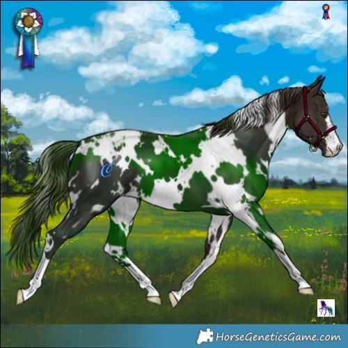 Horse Color:White Spotted Liver Chestnut Appaloosa 
