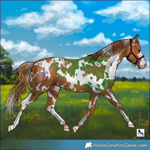 Horse Color:White Spotted Chestnut 