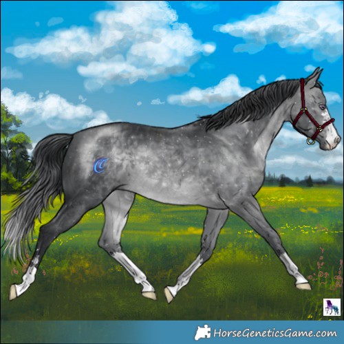 Horse Color:Brown Chinchilla 