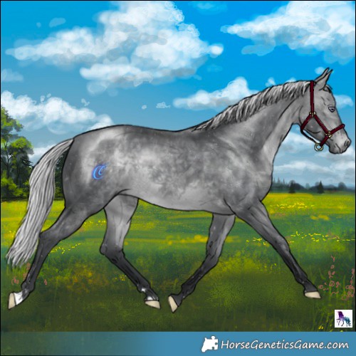 Horse Color:Silver Brown Chinchilla